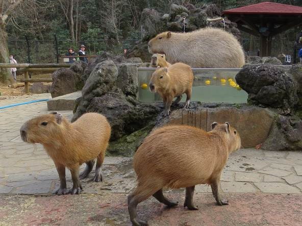 kapibara2